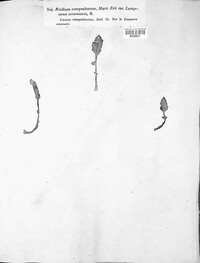 Puccinia lapsanae image
